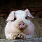 撒尿装逼手插兜