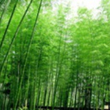 紫竹林