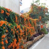 qq981255