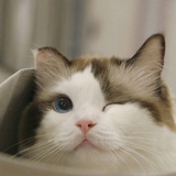 金色