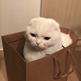 Ghost小chic