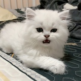 啊木木