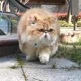波猫
