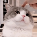 月半