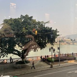 大华