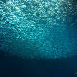 Nefinity