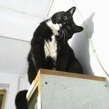 莲叶莲田田