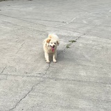 桀介～