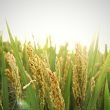 豆瓣——亦文