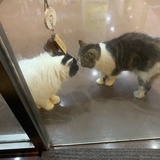 白眼精