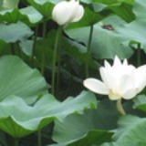钟米