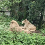 苏晓陌
