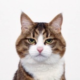 小猫玩球