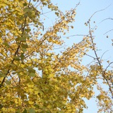 sunny