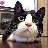 猫猫头