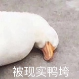 吃你煮的鱼