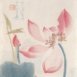 彼岸花开