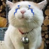 阿辣布猫