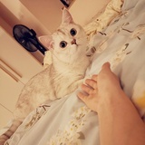 小黑马