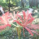 伍月