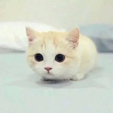 窦娥