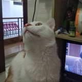 陆妧