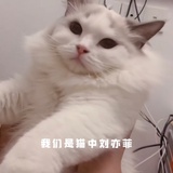 蓝想容