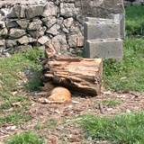 🍊橙子🍊