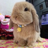 思怡