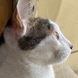 小蟹