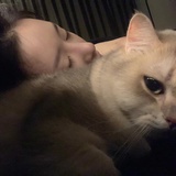 清葵