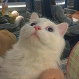 阿柚