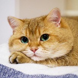 熊猫熊猫