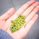 小象特特