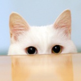 上官猫