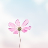 IF_star