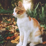 ken