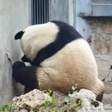 Afra