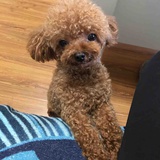 豆豆的主人