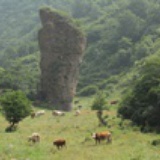 小黑