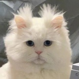 老树开花了