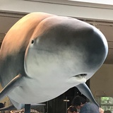 小周