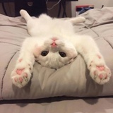 alaso