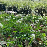 小小