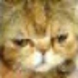 猫小爱