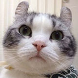 会飞的猫不吃鱼