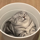 沈姜