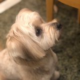 qq会员