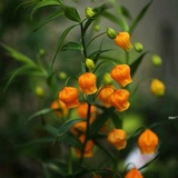 薇