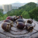 玉露西